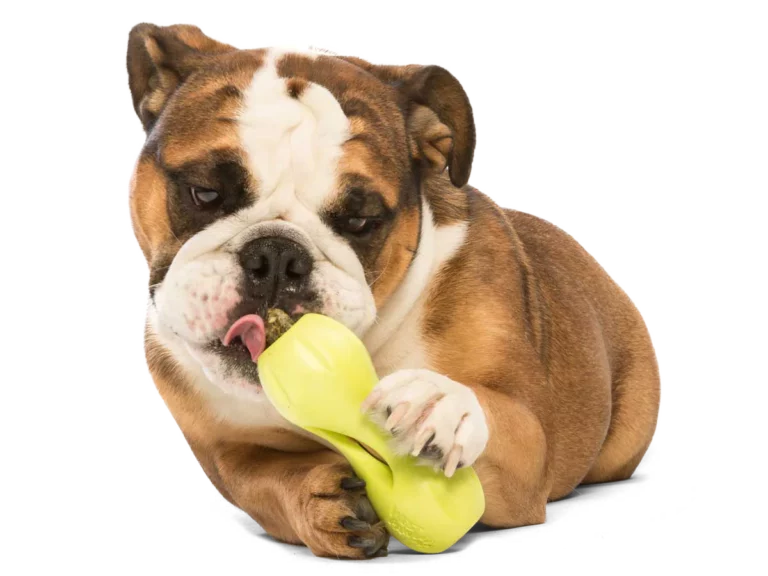 Qwizle West Paw being chewed at by an English Bulldog - showing its a tough toy