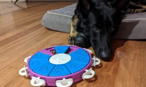 10 Best Dog Puzzle Toys That I’ve Tested