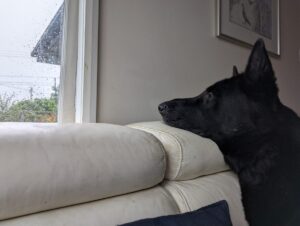 Best Mentally Stimulating Toys for Anxious or Bored Dogs