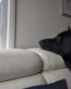 Atlas the Black German Shepherd looking out a window wishing his parents would come back from work so he can play with stimulating enrichment toys