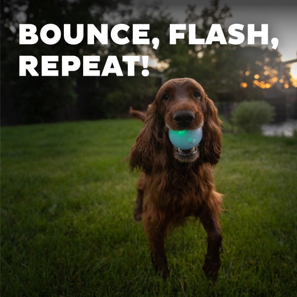 Orbee-Tuff Strobe Ball Light Up Dog Toy - Image 3