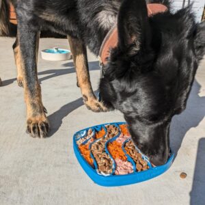 Keeping them busy: which enrichment toys last the longest?
