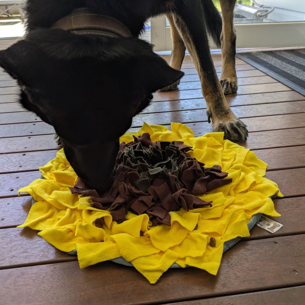 Ares using the Sunflower snuffle mat
