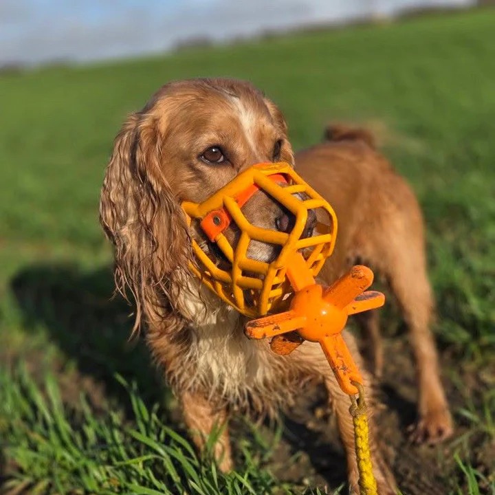 Dog named Acre carrying a yellow Muzzle Mate toy while wearing a muzzle, playing in a field