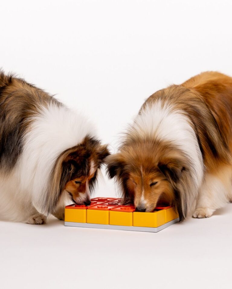 Pawzler Treat Maze a orange and yellow puzzle that can be rearranged to different maze designs with two dogs