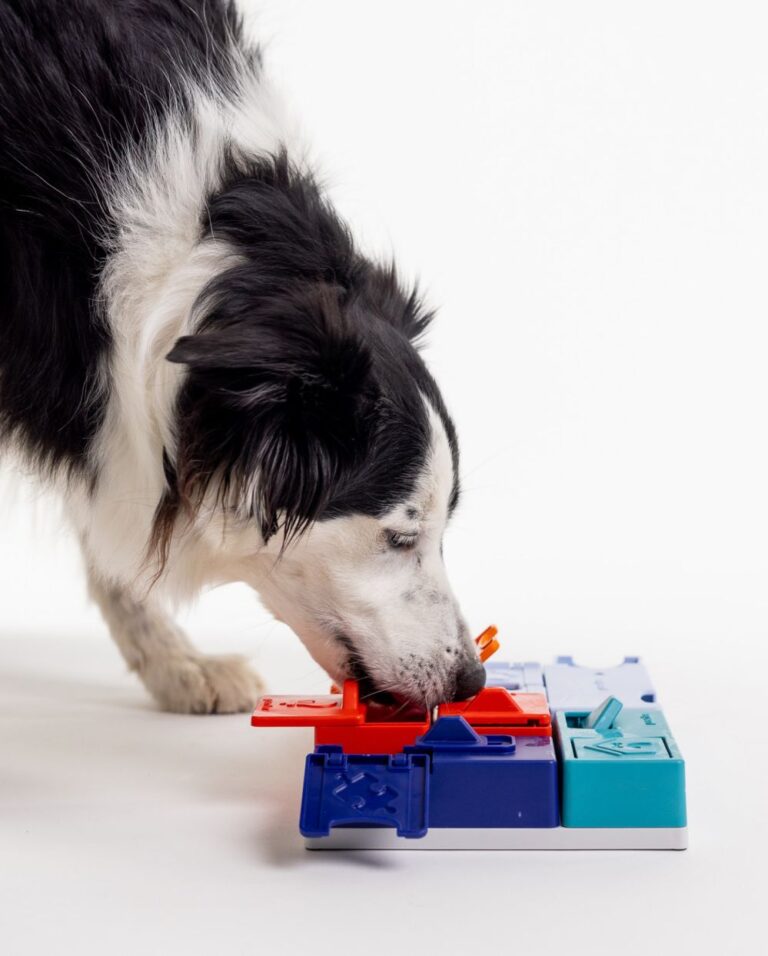 The Pawzler Genius Puzzle set with a border collie dog showing how to use it.